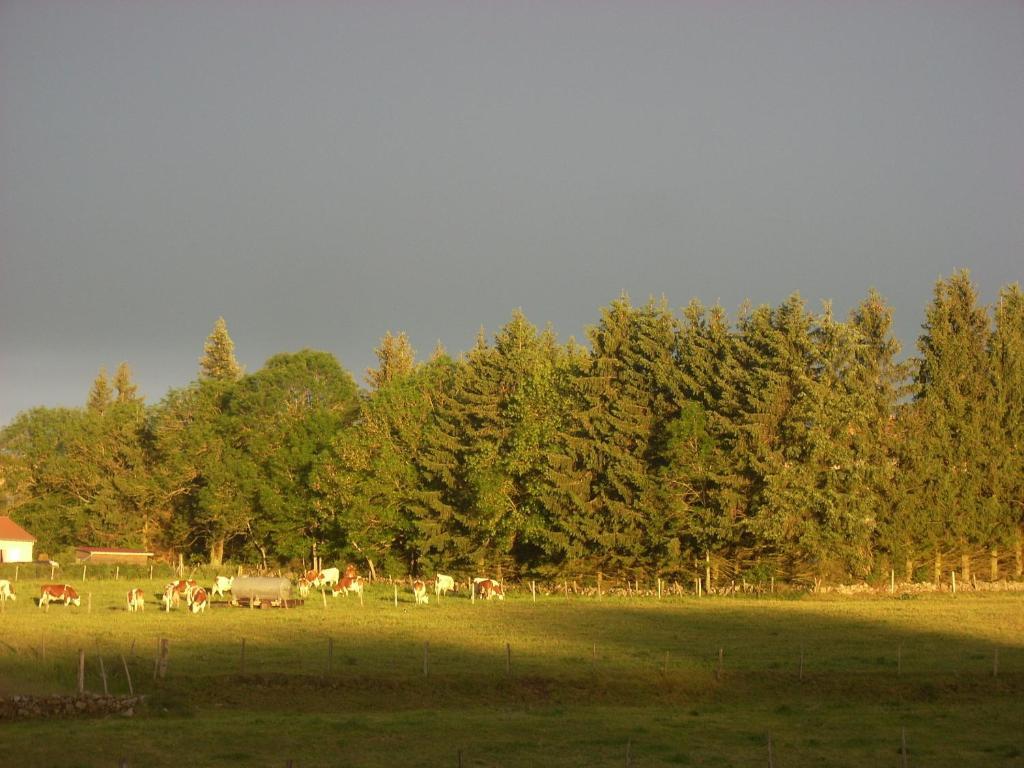 Les Roulottes De La Ferme Des Chanaux Saint-Julien-d'Ance Ruang foto